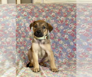 Black Mouth Cur-Unknown Mix Dogs for adoption in Rockaway, NJ, USA
