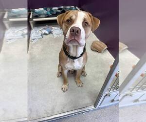 Mutt Dogs for adoption in Candler, NC, USA