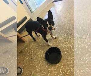 Boston Terrier Dogs for adoption in Oakhurst, NJ, USA
