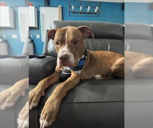 American Pit Bull Terrier-Unknown Mix Dogs for adoption in Las Vegas, NV, USA
