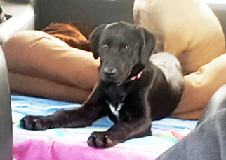 Labrador Retriever Dogs for adoption in Antioch, CA, USA