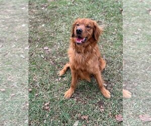 Golden Retriever Dogs for adoption in Germantown, OH, USA