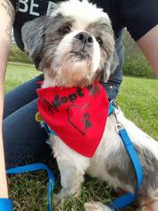 Shih Tzu Dogs for adoption in Columbus, OH, USA
