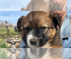 Australian Shepherd-Unknown Mix Dogs for adoption in Vail, AZ, USA