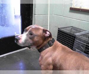 American Pit Bull Terrier Dogs for adoption in Tulsa, OK, USA