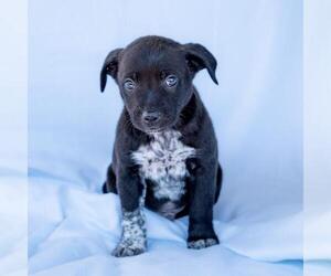 Chihuahua-Unknown Mix Dogs for adoption in San Diego, CA, USA