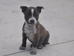 American Bulldog-Unknown Mix Dogs for adoption in Cumming, GA, USA