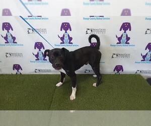 Plott Hound-Unknown Mix Dogs for adoption in Orlando, FL, USA