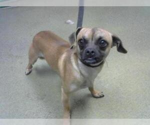 Pug Dogs for adoption in Moreno Valley, CA, USA