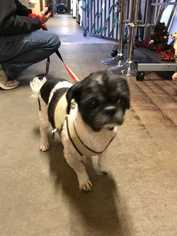 Shih Tzu Dogs for adoption in Elmsford, NY, USA