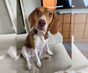 Beagle Dogs for adoption in Apple Valley, CA, USA