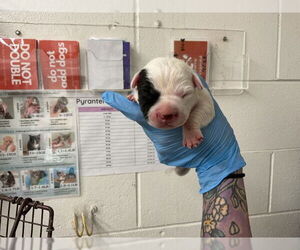 American Pit Bull Terrier Dogs for adoption in San Bernardino, CA, USA