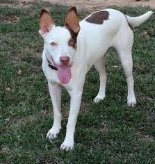 Boxer-Unknown Mix Dogs for adoption in Elizabethton, TN, USA