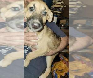 Labrador Retriever-Unknown Mix Dogs for adoption in San Antonio, TX, USA