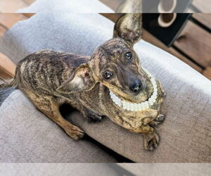 Dachshund-Unknown Mix Dogs for adoption in Phoenix, AZ, USA