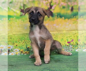 American Pit Bull Terrier-Unknown Mix Dogs for adoption in Wetumpka, AL, USA