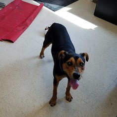 Australian Shepherd-Beagle Mix Dogs for adoption in Basehor, KS, USA