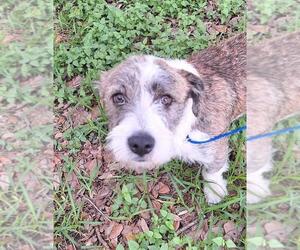Cairn Terrier-Petit Basset Griffon Vendeen Mix Dogs for adoption in Missouri City, TX, USA