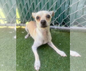 Chihuahua-Unknown Mix Dogs for adoption in Tempe , AZ, USA