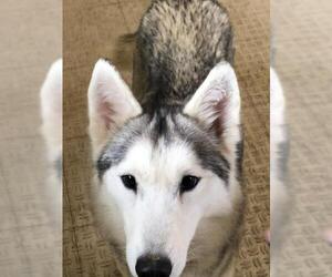 Siberian Husky Dogs for adoption in Remus, MI, USA