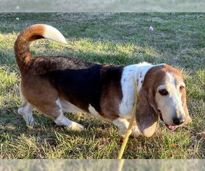 Basset Hound Dogs for adoption in Deepwater, NJ, USA