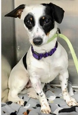 Dachshund-Jack Russell Terrier Mix Dogs for adoption in GALLATIN, TN, USA