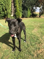Borador Dogs for adoption in Bellevue, WA, USA