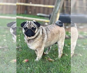 Pug Dogs for adoption in Brights Grove, Ontario, Canada
