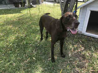 German Shorthaired Pointer Dogs for adoption in Rosenberg, TX, USA