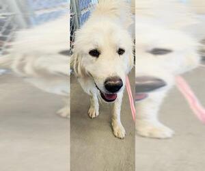 Great Pyrenees Dogs for adoption in Globe, AZ, USA