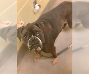 Boxer Dogs for adoption in Forestville, MD, USA