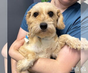 Mutt Dogs for adoption in Washington, DC, USA