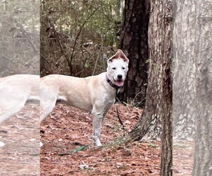 Gerberian Shepsky Dogs for adoption in The Woodlands, TX, USA