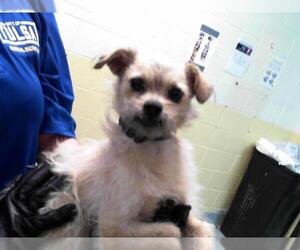 Brussels Griffon-Unknown Mix Dogs for adoption in Tulsa, OK, USA