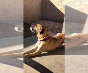 Great Dane Dogs for adoption in Prescott Valley, AZ, USA