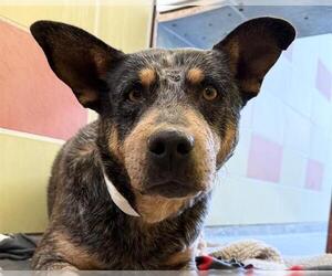 Mutt Dogs for adoption in Redwood City, CA, USA