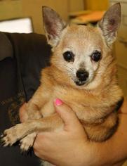 Chihuahua Dogs for adoption in Waycross, GA, USA
