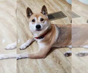 Shiba Inu Dogs for adoption in Walnutport, PA, USA