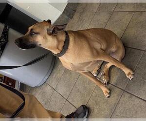 Mutt Dogs for adoption in San Antonio, TX, USA