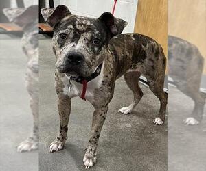 Catahoula Leopard Dog-Unknown Mix Dogs for adoption in Forestville, MD, USA