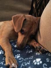 Chiweenie Dogs for adoption in North Richland Hills, TX, USA