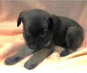 Mutt Dogs for adoption in Thief River Falls, MN, USA