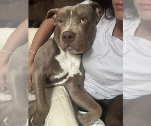 American Pit Bull Terrier Dogs for adoption in Springdale, PA, USA