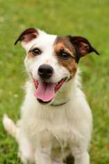 Jack Russell Terrier Dogs for adoption in Dillsburg, PA, USA