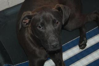 Medium Photo #1 Beagle-Unknown Mix Puppy For Sale in Crossville, TN, USA