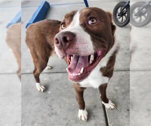 American Pit Bull Terrier Dogs for adoption in Bakersfield, CA, USA