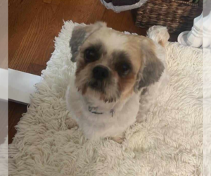 Shih Tzu-Unknown Mix Dogs for adoption in Des Moines, IA, USA