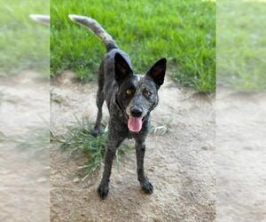 Mutt Dogs for adoption in Riverside, CA, USA