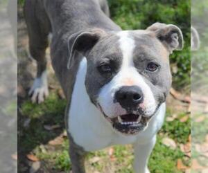 Bullboxer Pit Dogs for adoption in Texas City, TX, USA