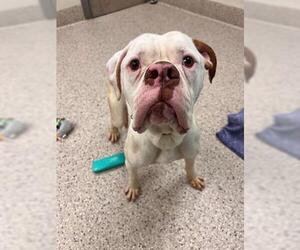 American Bulldog-Unknown Mix Dogs for adoption in Brighton, CO, USA